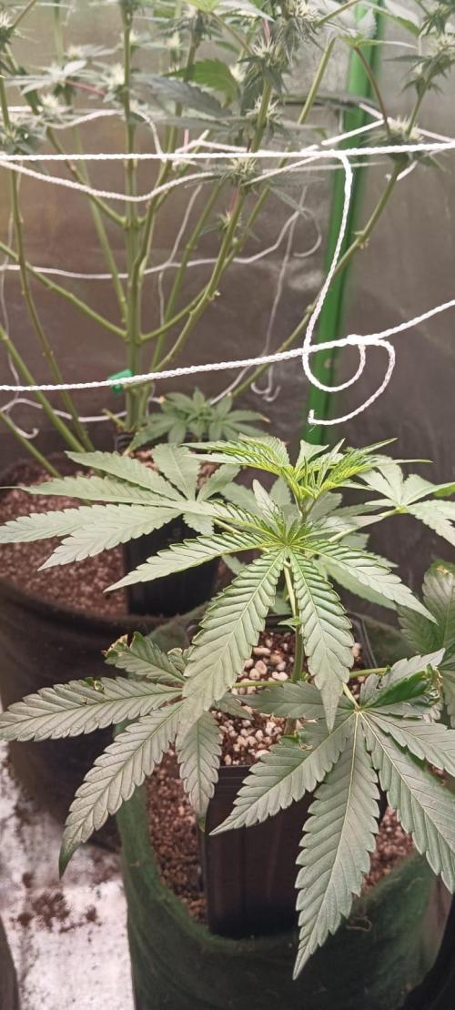 Aliento de dragón - Black Tuna Seeds. Week 9