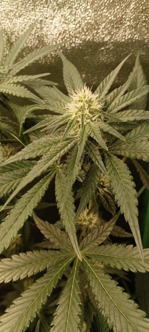 Aliento de dragón - Black Tuna Seeds. Week 9