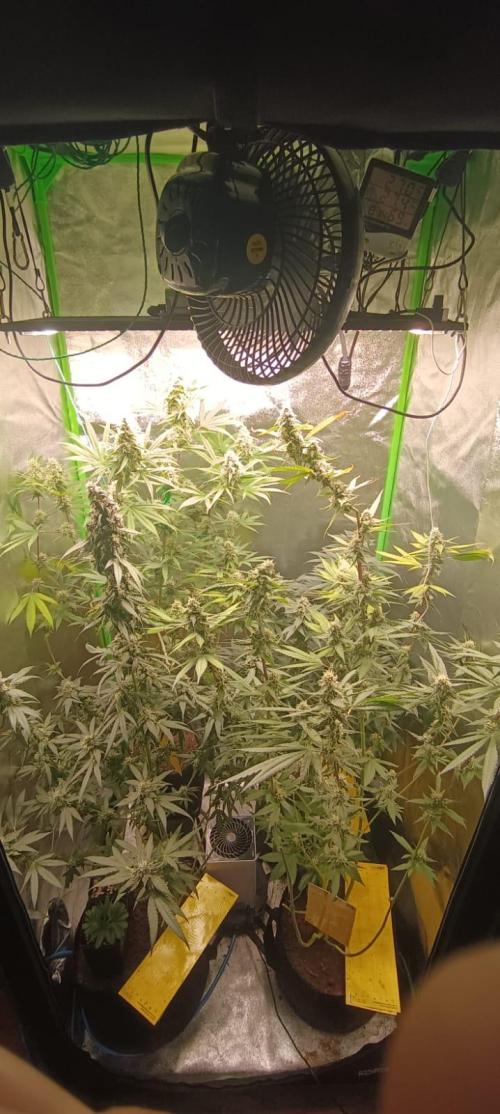 AK-47 Auto + Gelato #41 Fem. Week 14