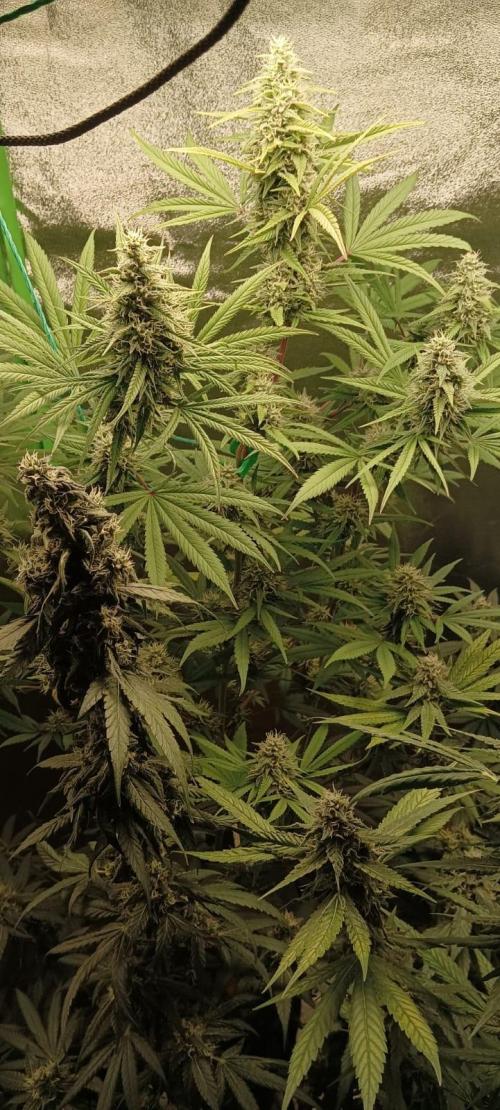 AK-47 Auto + Gelato #41 Fem. Week 14