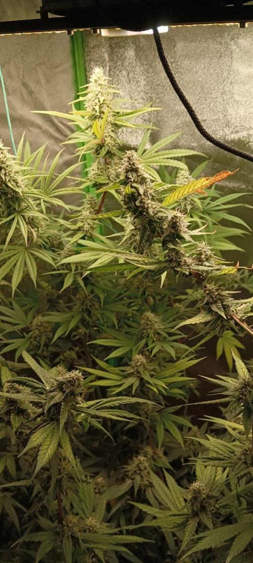 AK-47 Auto + Gelato #41 Fem. Week 14