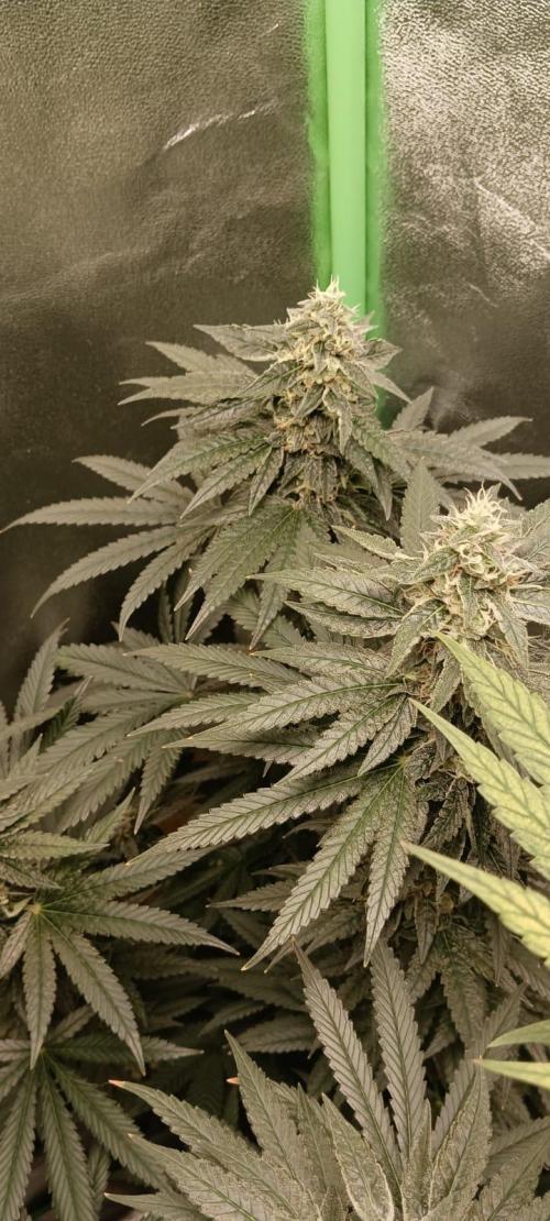 AK-47 Auto + Gelato #41 Fem. Week 14