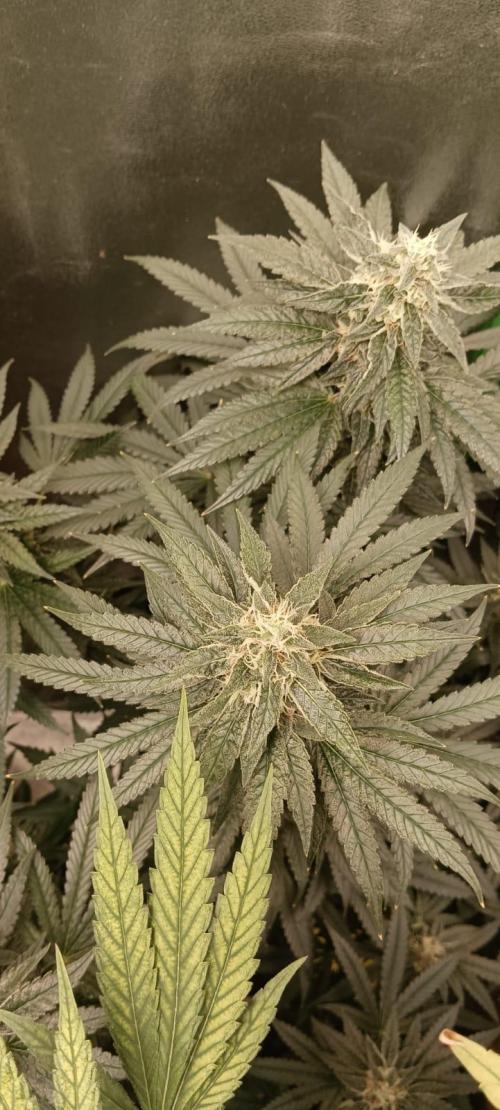 AK-47 Auto + Gelato #41 Fem. Week 14