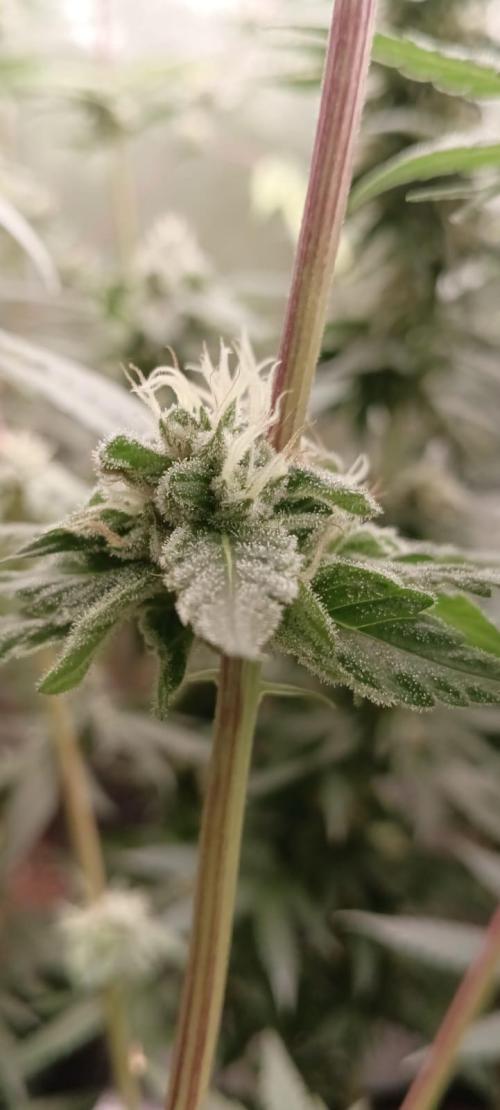 AK-47 Auto + Gelato #41 Fem. Week 14