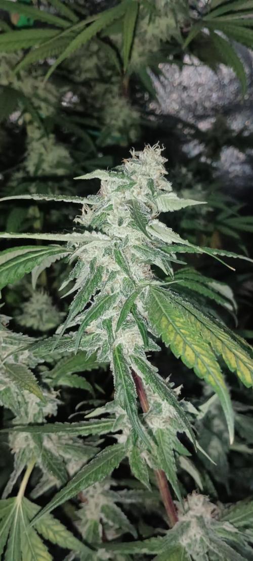 AK-47 Auto + Gelato #41 Fem. Week 15