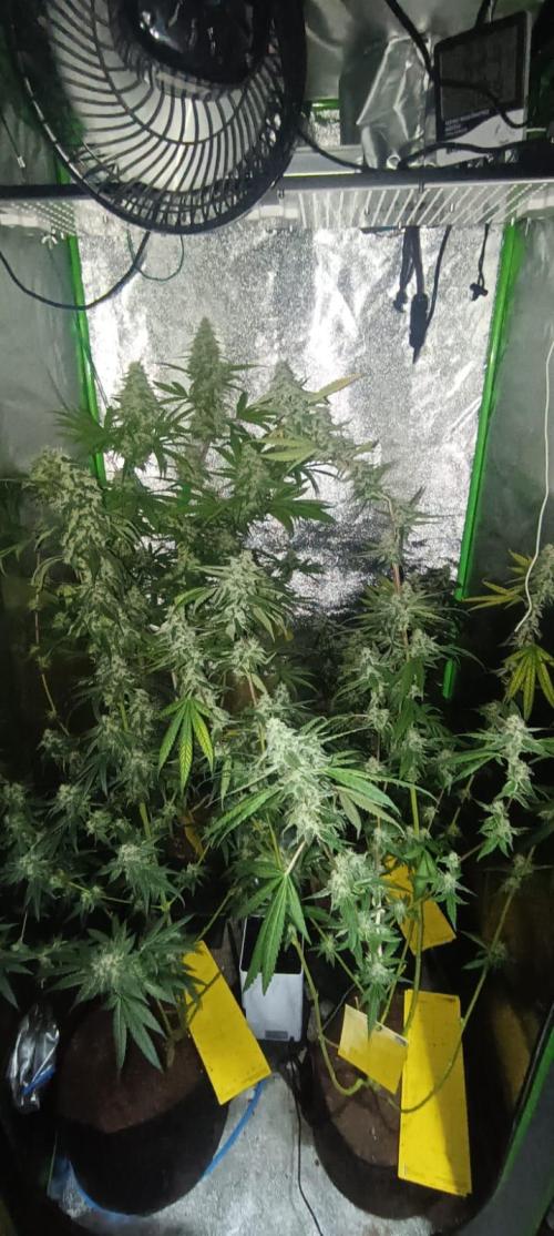 AK-47 Auto + Gelato #41 Fem. Week 15