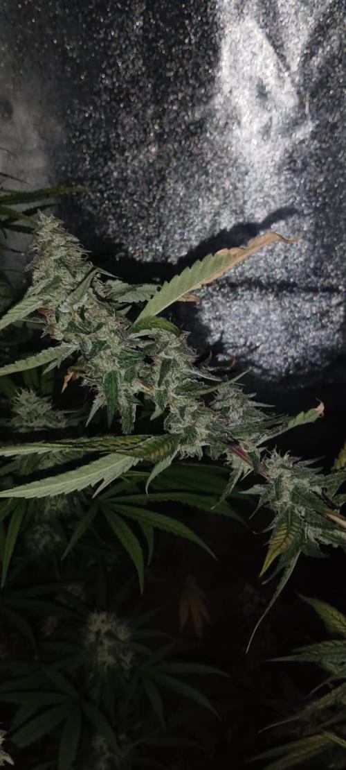 AK-47 Auto + Gelato #41 Fem. Week 15