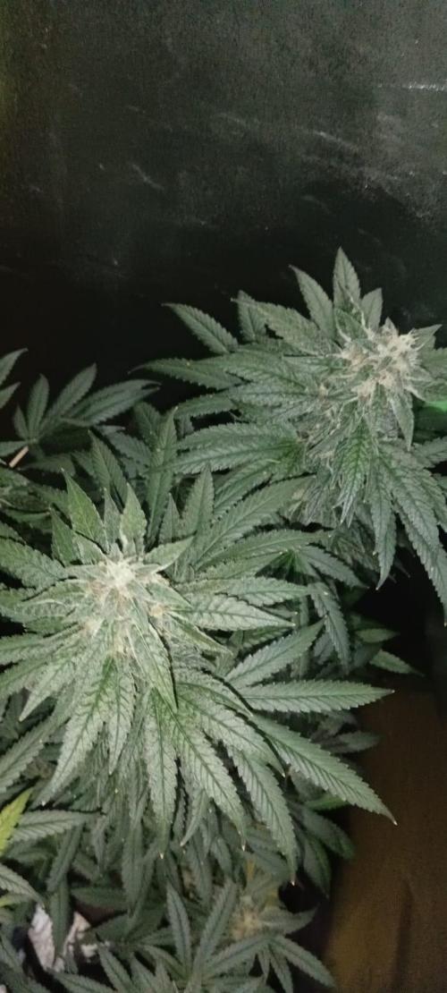 AK-47 Auto + Gelato #41 Fem. Week 15