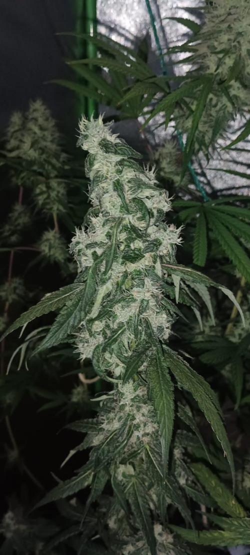 AK-47 Auto + Gelato #41 Fem. Week 15