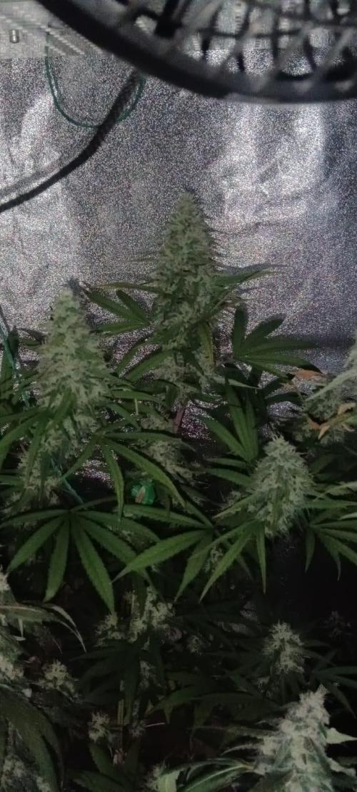 AK-47 Auto + Gelato #41 Fem. Week 15