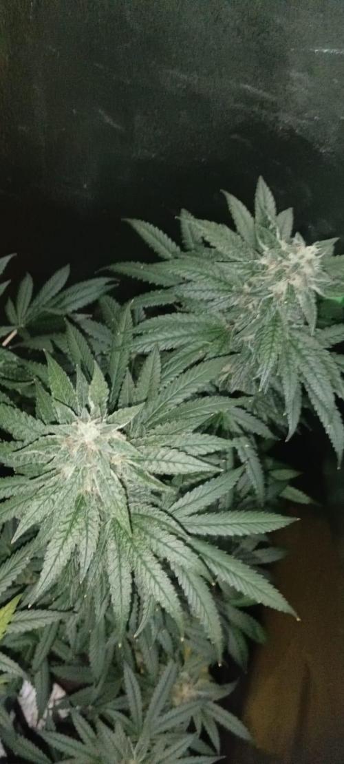 AK-47 Auto + Gelato #41 Fem. Week 15