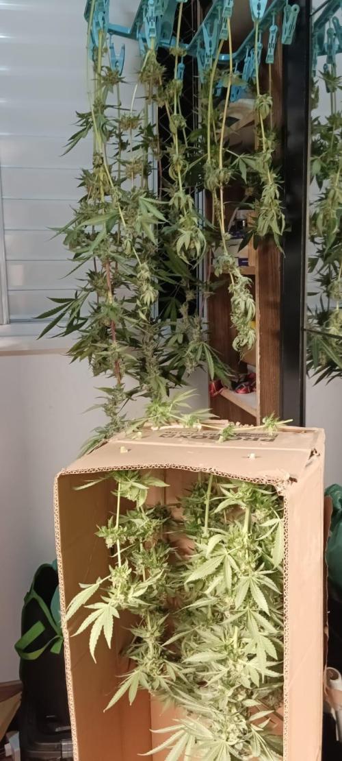 AK-47 Auto + Gelato #41 Fem. Week 15