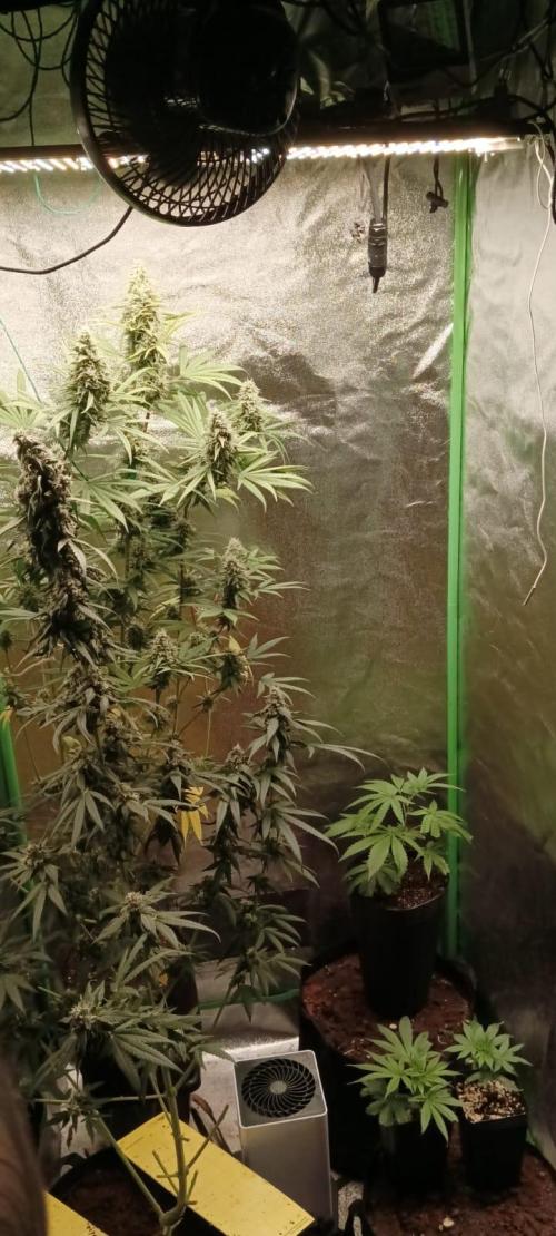 AK-47 Auto + Gelato #41 Fem. Week 15