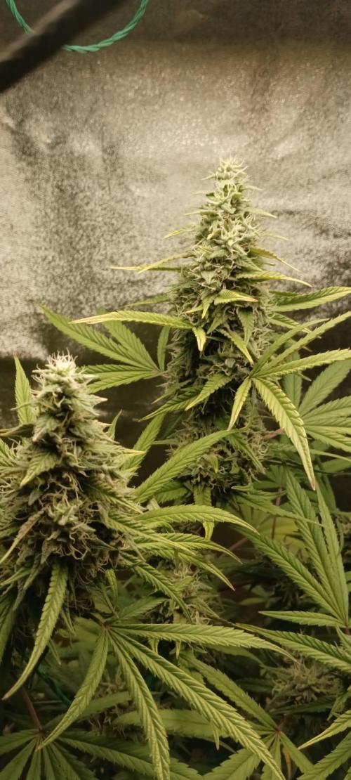 AK-47 Auto + Gelato #41 Fem. Week 15