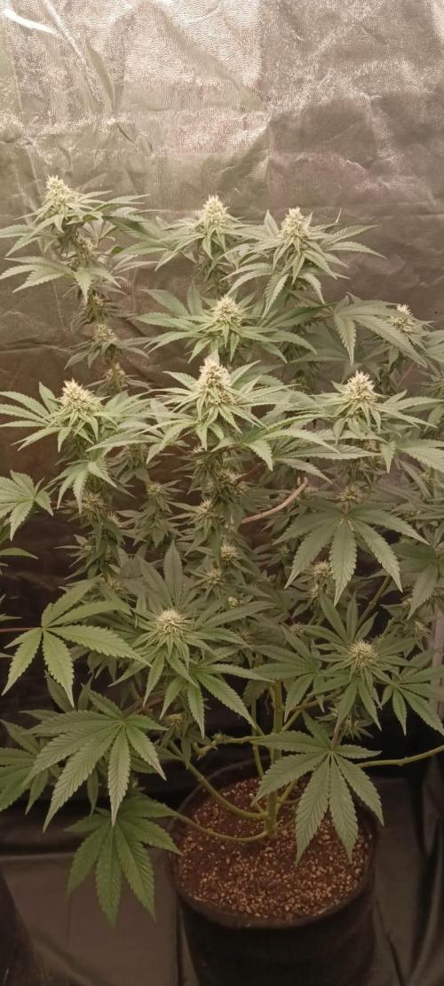 Aliento de dragón - Black Tuna Seeds. Week 10