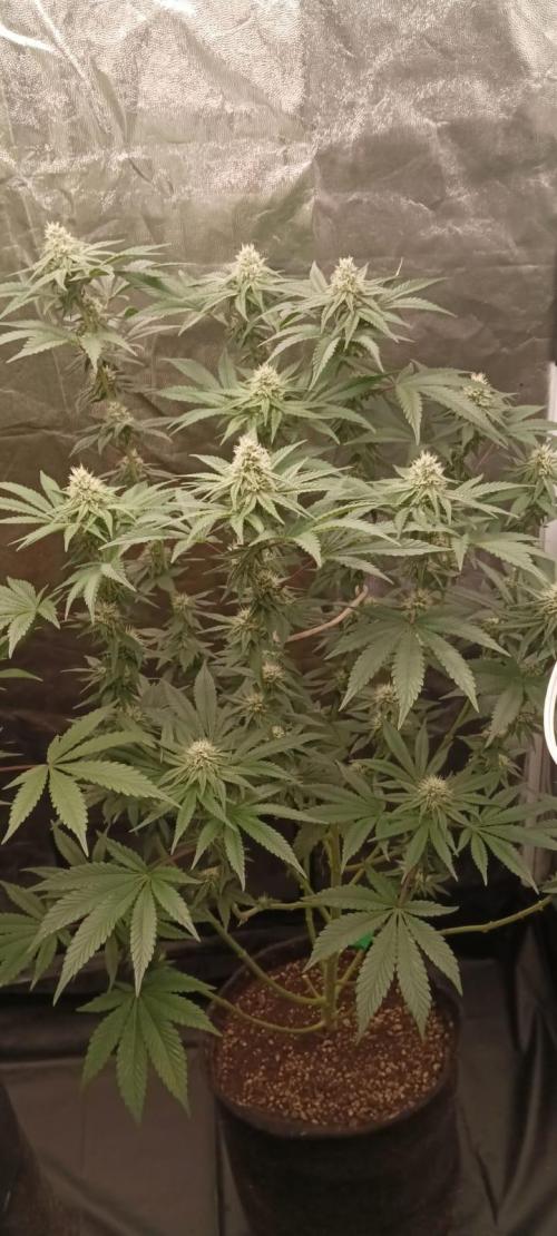 Aliento de dragón - Black Tuna Seeds. Week 10