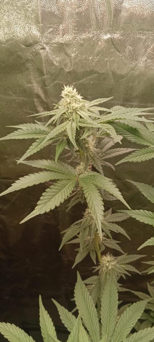 Aliento de dragón - Black Tuna Seeds. Week 10