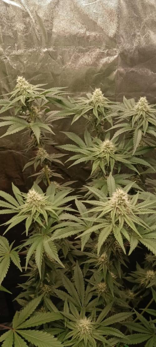 Aliento de dragón - Black Tuna Seeds. Week 10