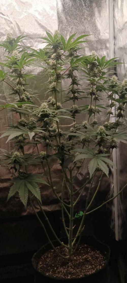 Aliento de dragón - Black Tuna Seeds. Week 10