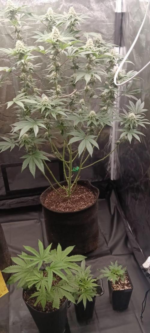 Aliento de dragón - Black Tuna Seeds. Week 10