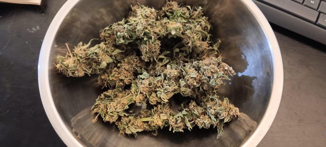 AK-47 Auto + Gelato #41 Fem. Week 16