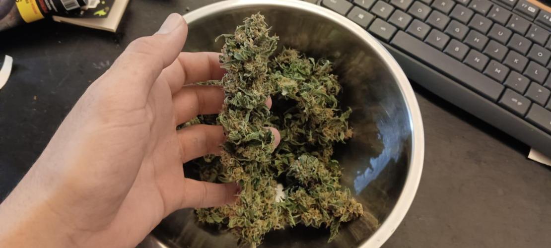 AK-47 Auto + Gelato #41 Fem. Week 16