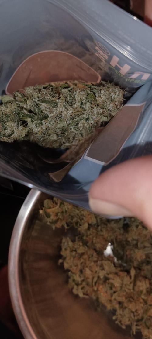 AK-47 Auto + Gelato #41 Fem. Week 16