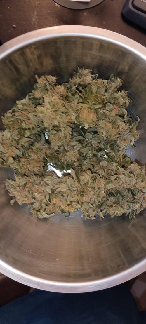 AK-47 Auto + Gelato #41 Fem. Week 16