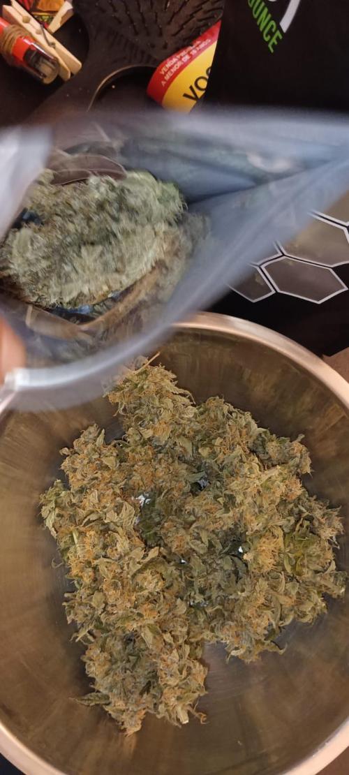 AK-47 Auto + Gelato #41 Fem. Week 16