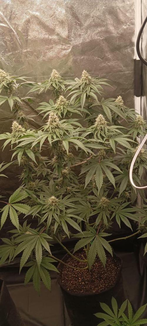 Aliento de dragón - Black Tuna Seeds. Week 11