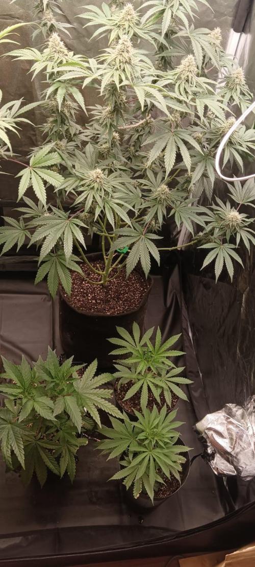 Aliento de dragón - Black Tuna Seeds. Week 11