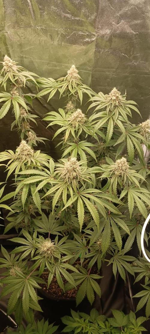 Aliento de dragón - Black Tuna Seeds. Week 12