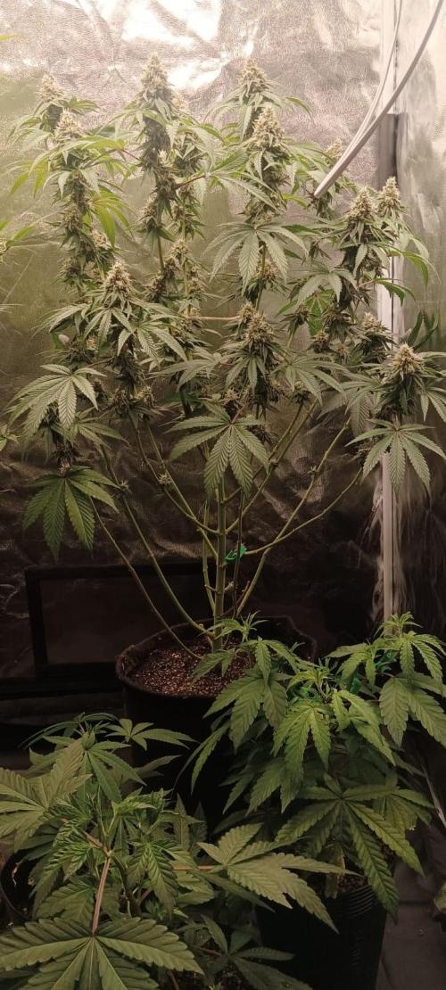 Aliento de dragón - Black Tuna Seeds. Week 12