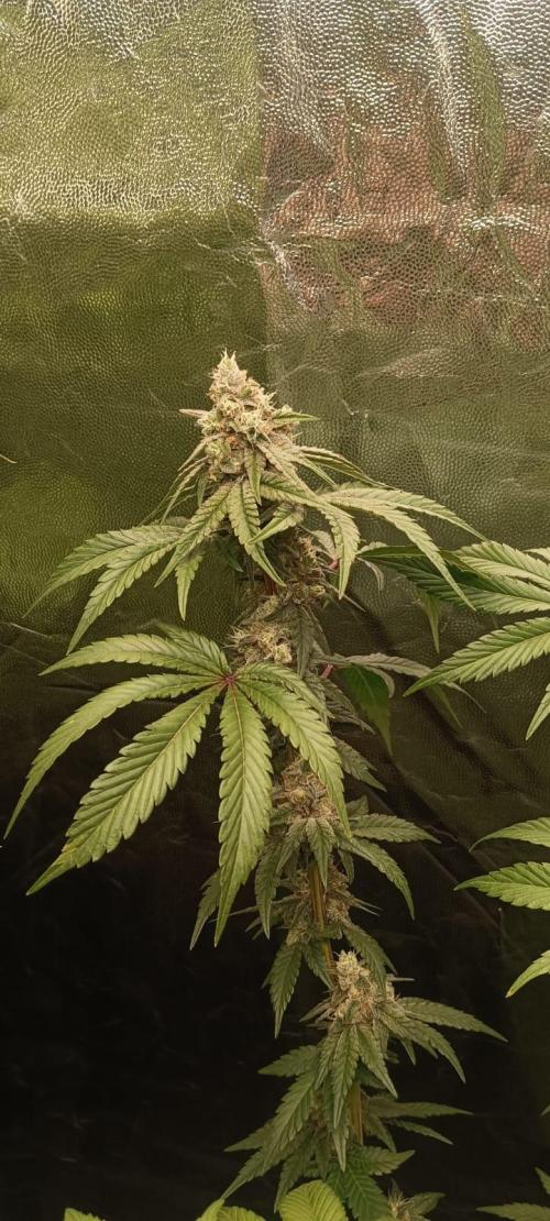 Aliento de dragón - Black Tuna Seeds. Week 12