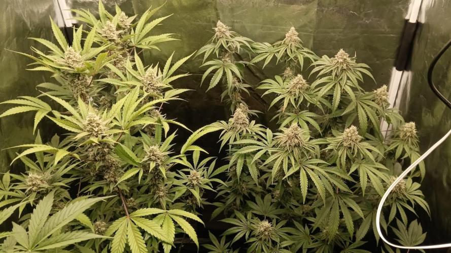 Aliento de dragón - Black Tuna Seeds. Week 12
