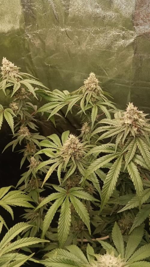 Aliento de dragón - Black Tuna Seeds. Week 12