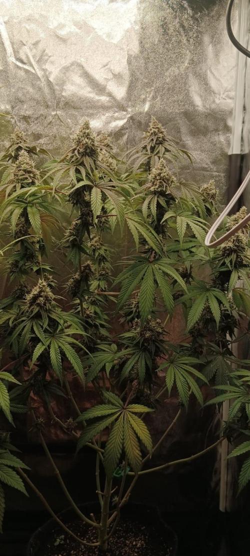 Aliento de dragón - Black Tuna Seeds. Week 13