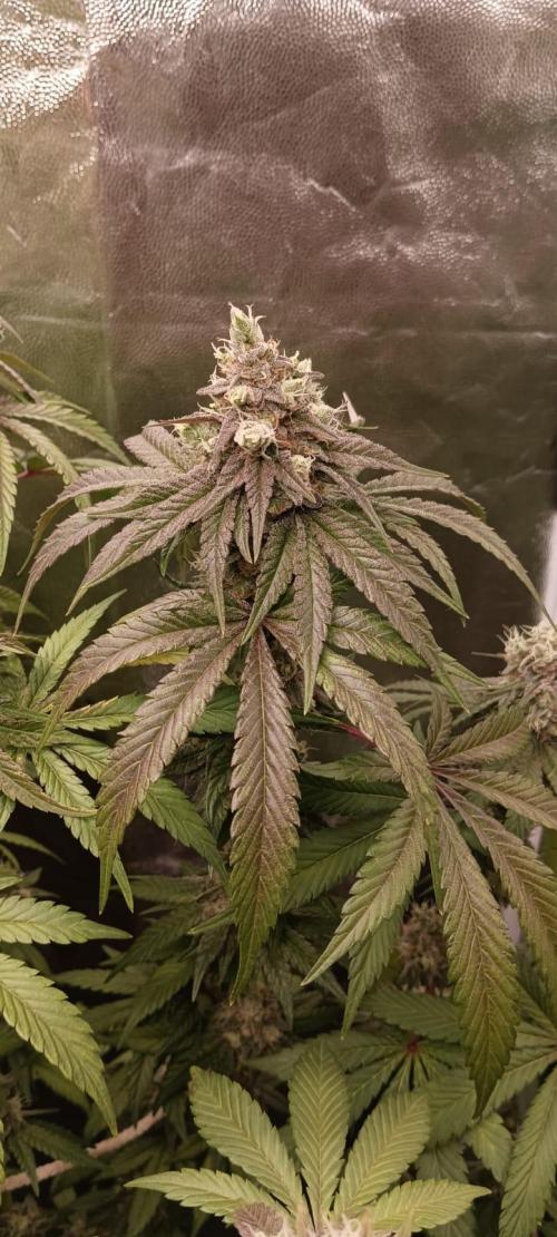 Aliento de dragón - Black Tuna Seeds. Week 13