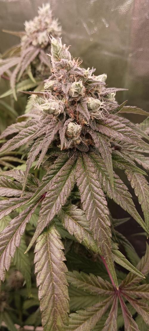 Aliento de dragón - Black Tuna Seeds. Week 13