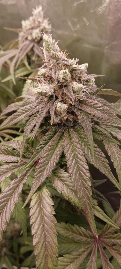 Aliento de dragón - Black Tuna Seeds. Week 13