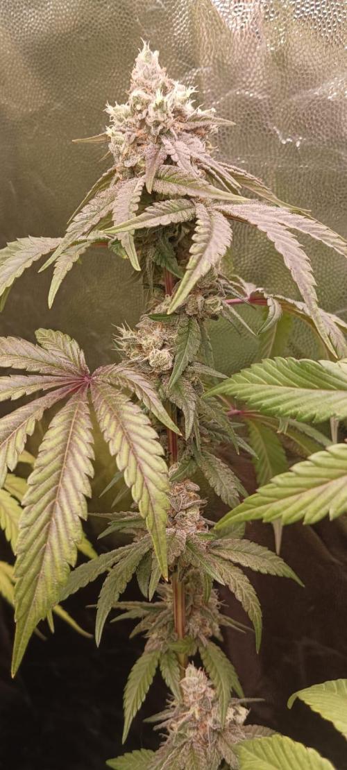 Aliento de dragón - Black Tuna Seeds. Week 13