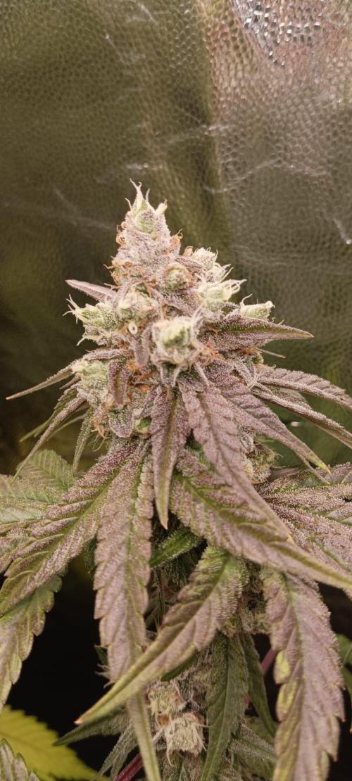 Aliento de dragón - Black Tuna Seeds. Week 13