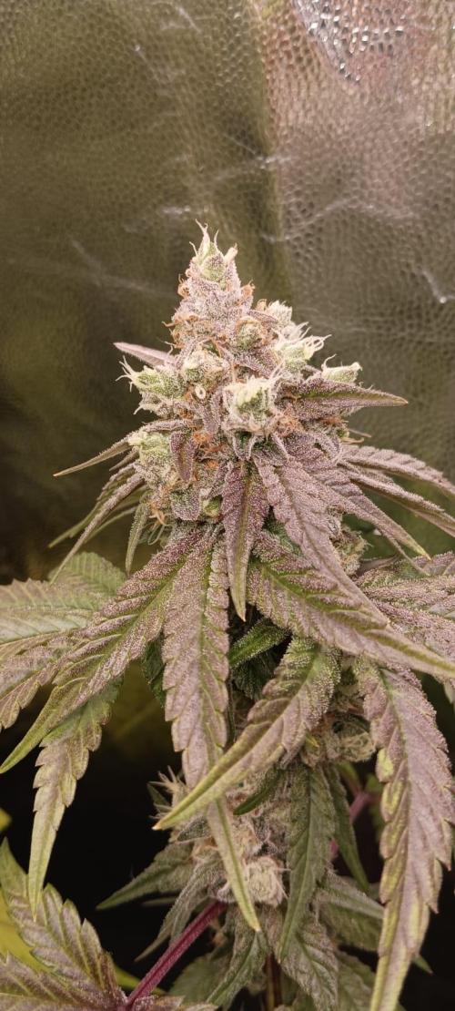 Aliento de dragón - Black Tuna Seeds. Week 13