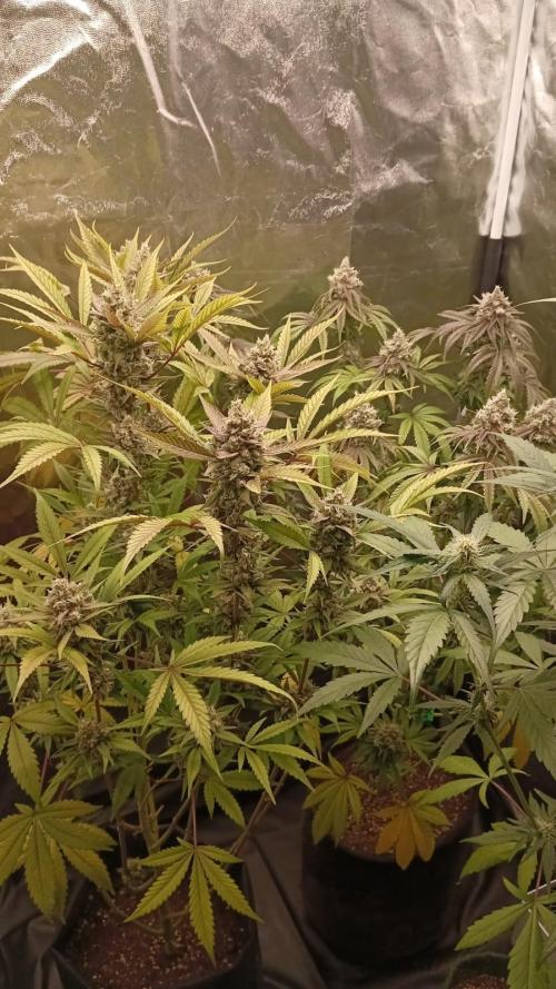 Aliento de dragón - Black Tuna Seeds. Week 14