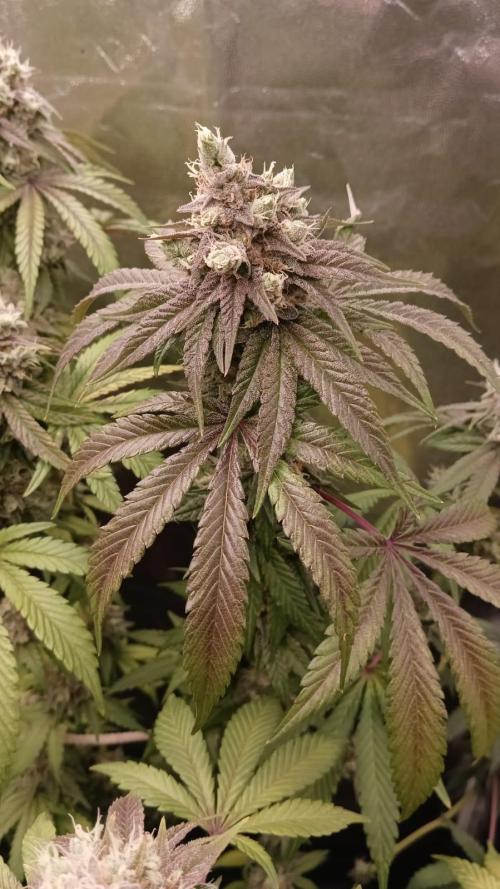Aliento de dragón - Black Tuna Seeds. Week 14