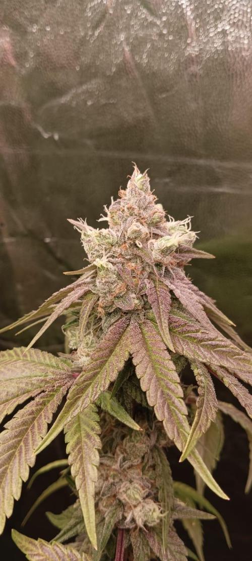 Aliento de dragón - Black Tuna Seeds. Week 14