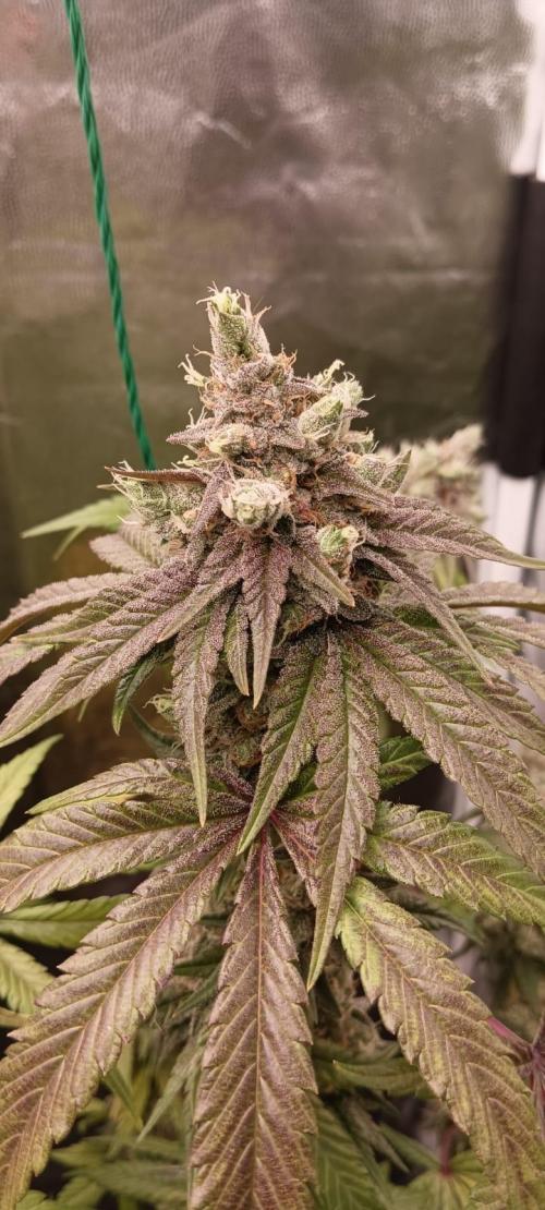 Aliento de dragón - Black Tuna Seeds. Week 14