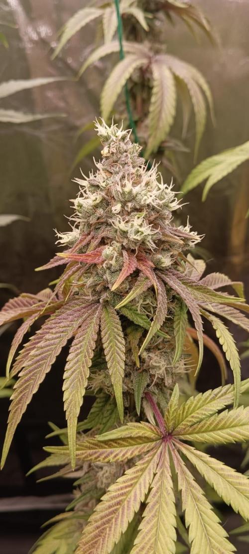 Aliento de dragón - Black Tuna Seeds. Week 14