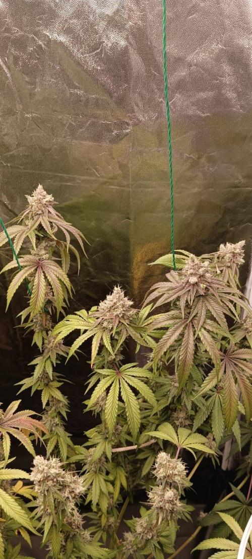 Aliento de dragón - Black Tuna Seeds. Week 14