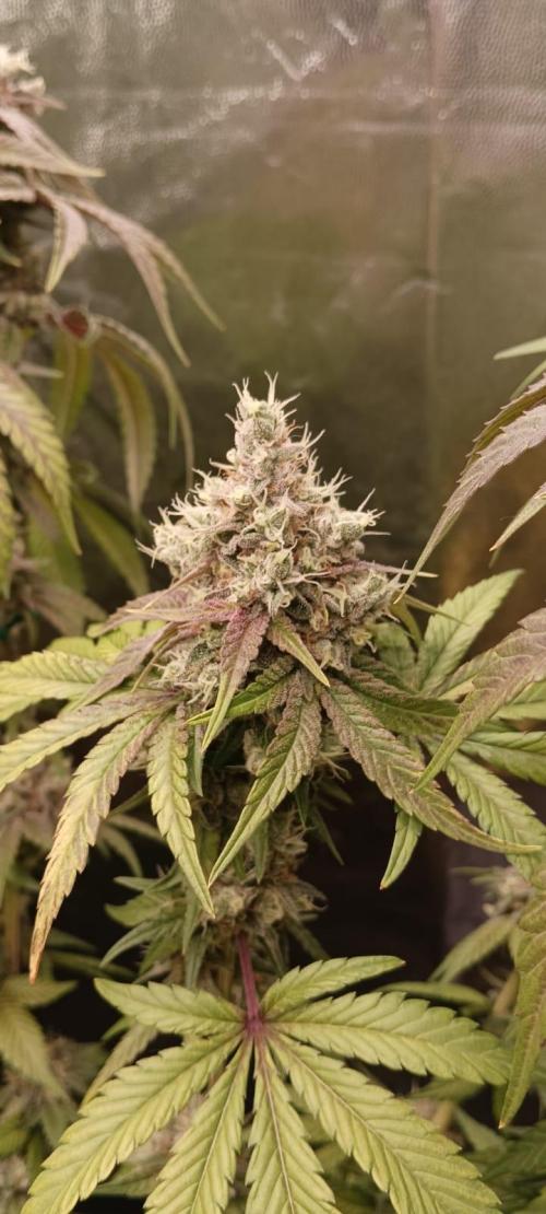 Aliento de dragón - Black Tuna Seeds. Week 14